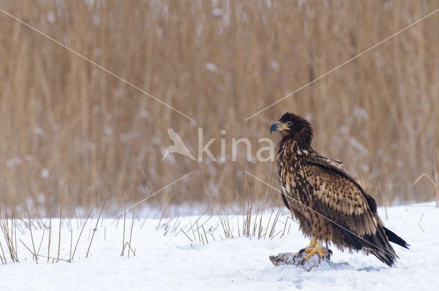 Zeearend (Haliaeetus albicilla)