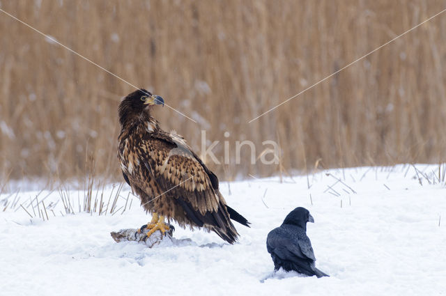 Zeearend (Haliaeetus albicilla)