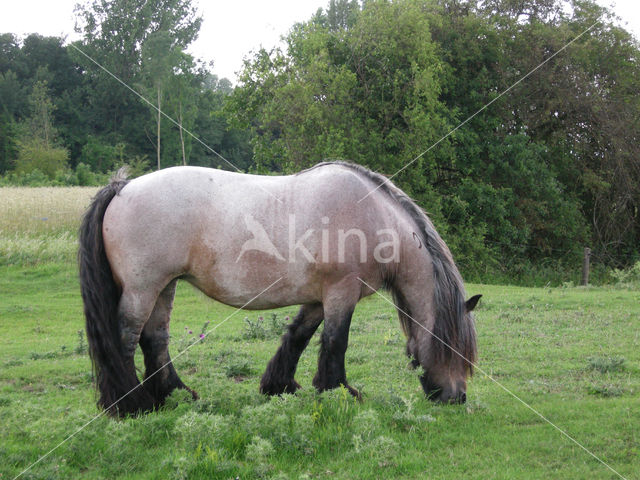 Zeeuws paard (Equus spp)