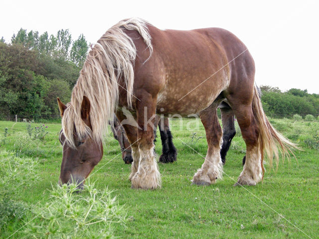 Zeeuws paard (Equus spp)