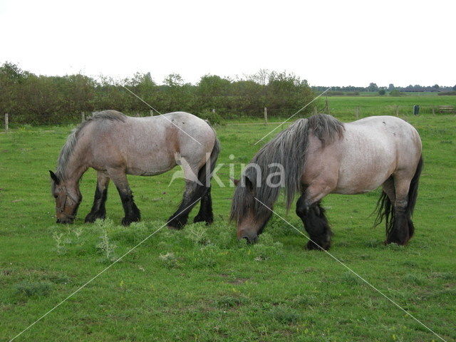 Horse (Equus spp)
