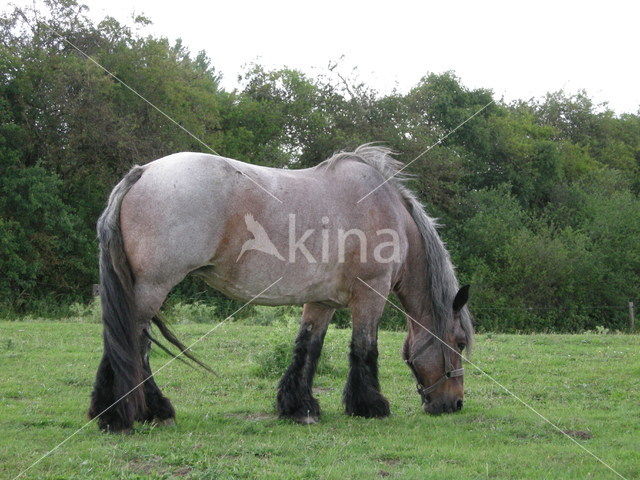 Horse (Equus spp)