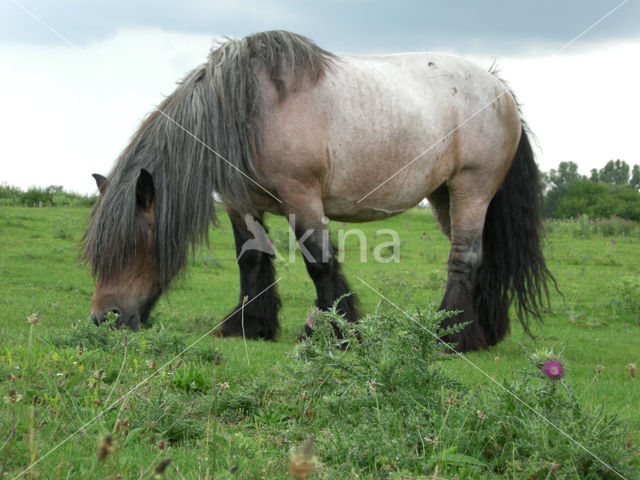 Horse (Equus spp)