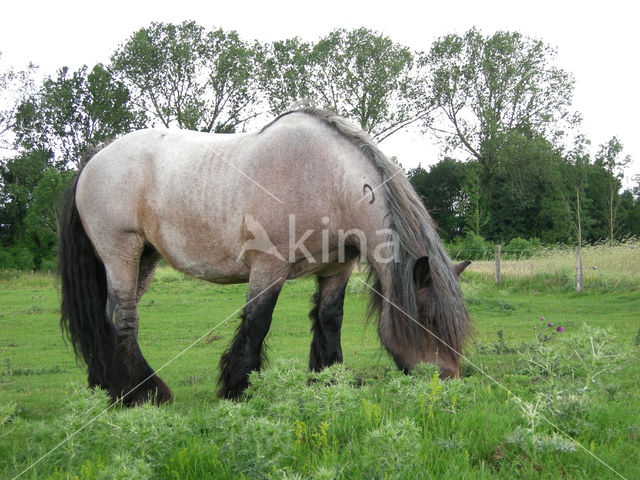 Horse (Equus spp)