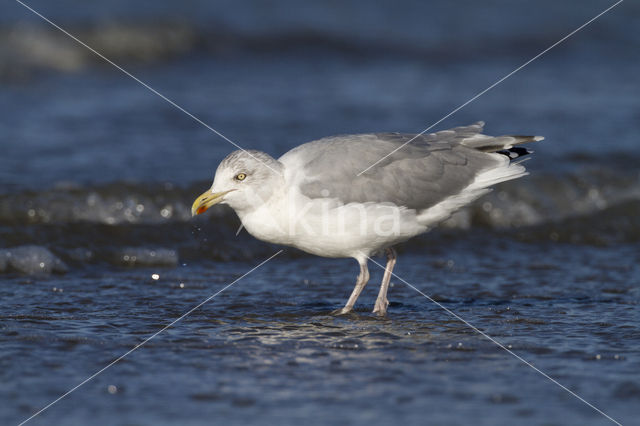 Zilvermeeuw (Larus argentatus)