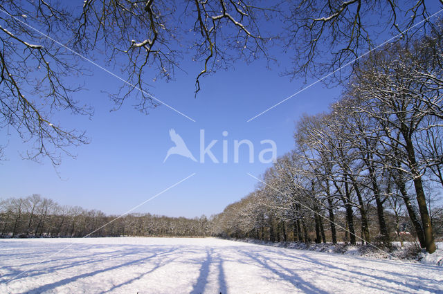 Zomereik (Quercus robur)