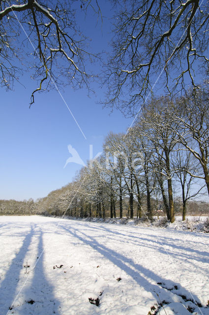 Zomereik (Quercus robur)