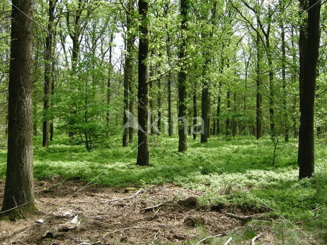 Zomereik (Quercus robur)