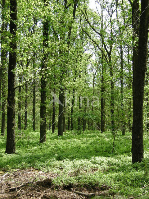 Zomereik (Quercus robur)