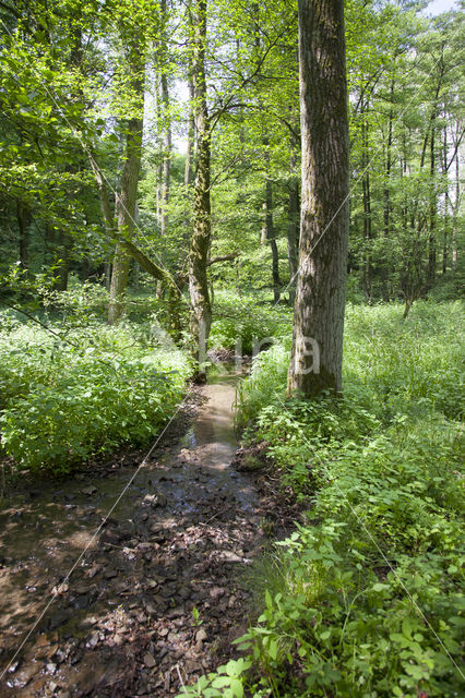 Zuidelijke bronlibel (Cordulegaster bidentata)