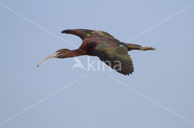 Glossy Ibis (Plegadis falcinellus)