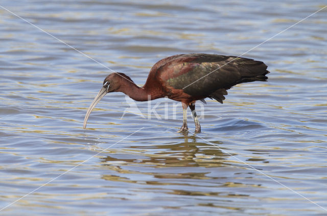 Glossy Ibis (Plegadis falcinellus)