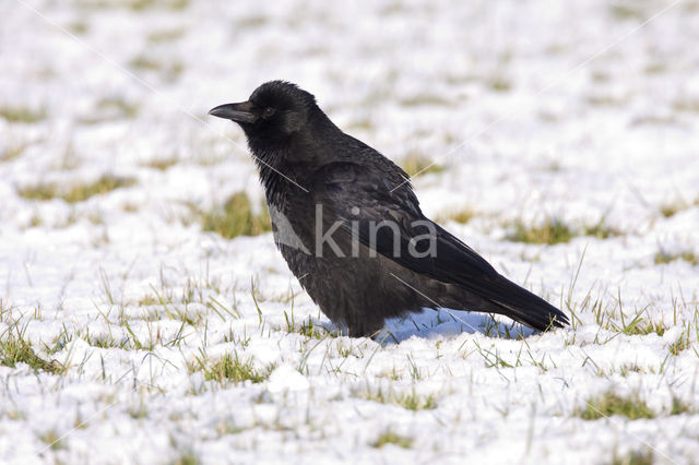 Carrion Crow (Corvus corone)