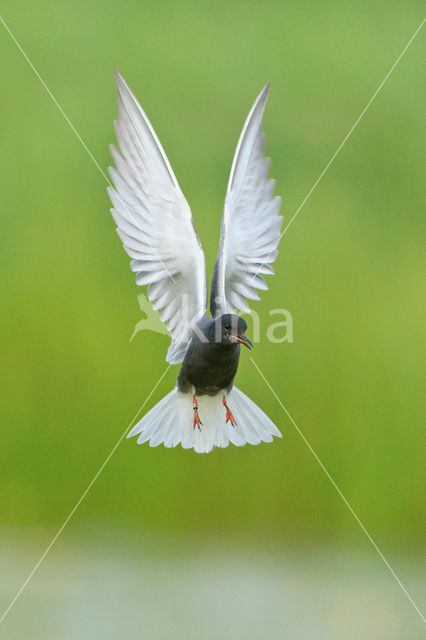 Black Tern (Chlidonias niger)