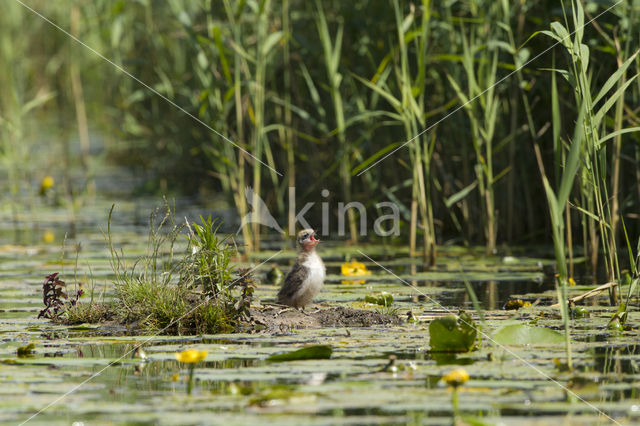 Zwarte Stern (Chlidonias niger)