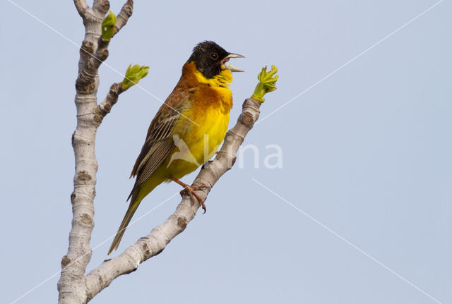 Zwartkopgors (Emberiza melanocephala)