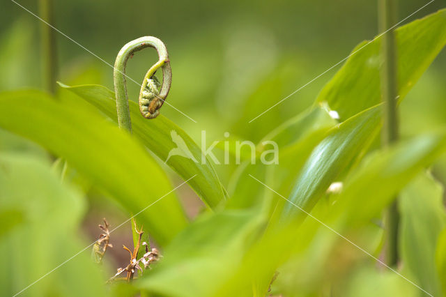 Western brackenfern (Pteridium aquilinum)