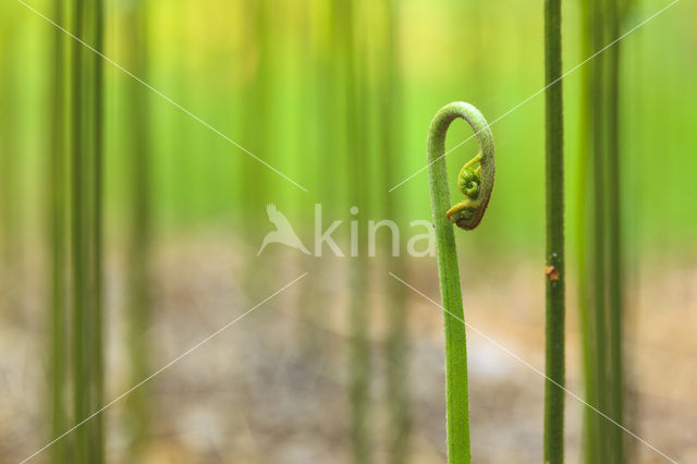 Western brackenfern (Pteridium aquilinum)