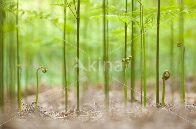 Adelaarsvaren (Pteridium aquilinum)