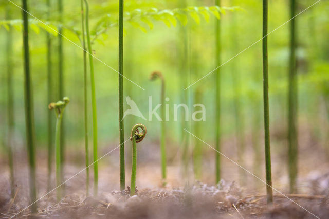 Western brackenfern (Pteridium aquilinum)