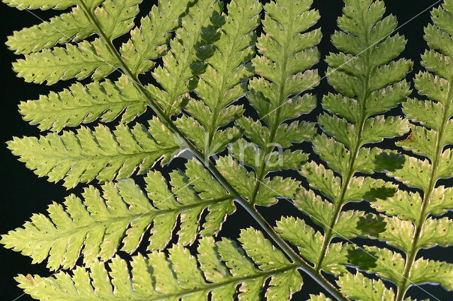 Western brackenfern (Pteridium aquilinum)