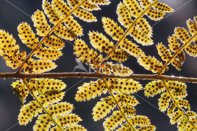 Adelaarsvaren (Pteridium aquilinum)