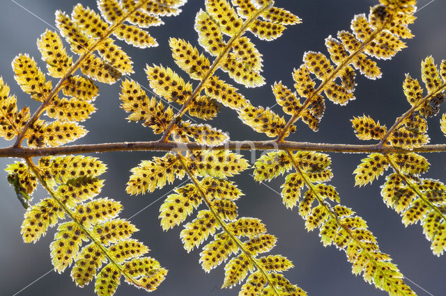 Adelaarsvaren (Pteridium aquilinum)