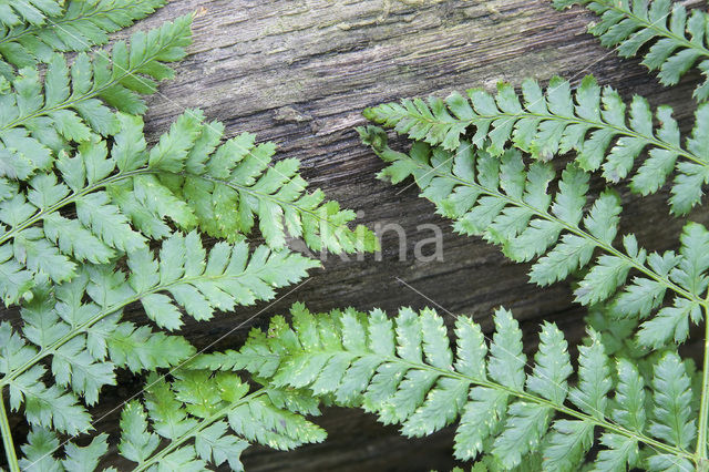 Western brackenfern (Pteridium aquilinum)