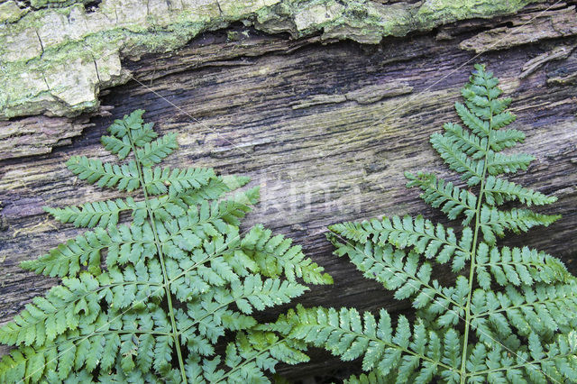 Western brackenfern (Pteridium aquilinum)