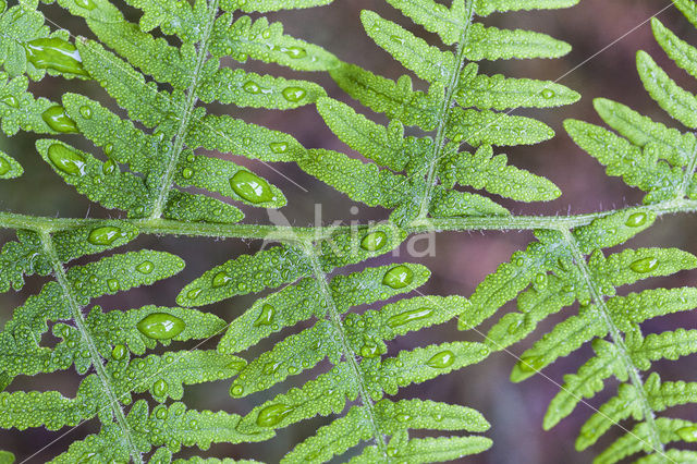 Western brackenfern (Pteridium aquilinum)