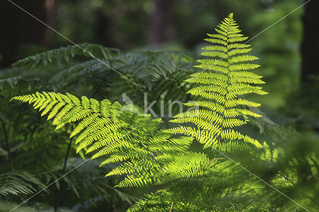 Western brackenfern (Pteridium aquilinum)