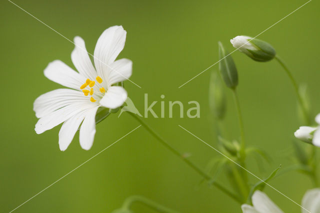 Akkerhoornbloem (Cerastium arvense)