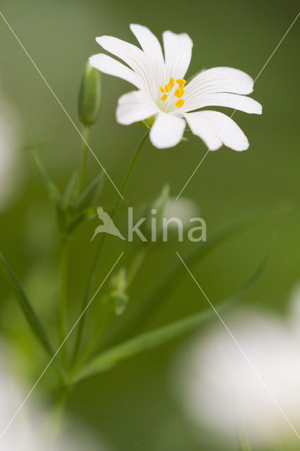 Field Mouse-ear (Cerastium arvense)