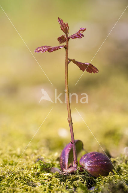 Amerikaanse eik (Quercus rubra)