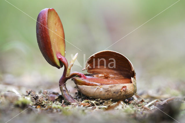 Red Oak (Quercus rubra)