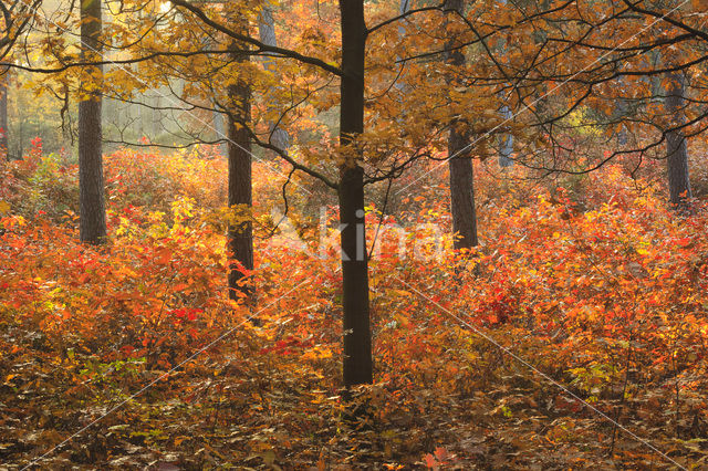 Red Oak (Quercus rubra)