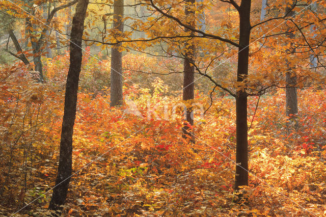 Red Oak (Quercus rubra)