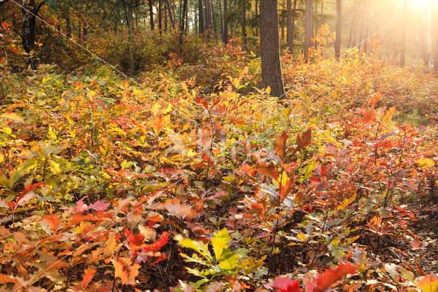 Red Oak (Quercus rubra)