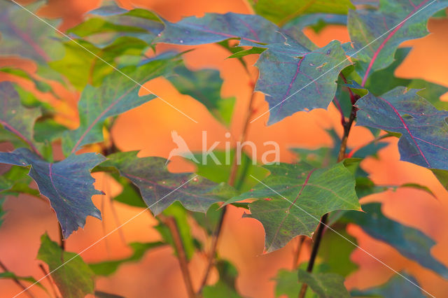 Red Oak (Quercus rubra)