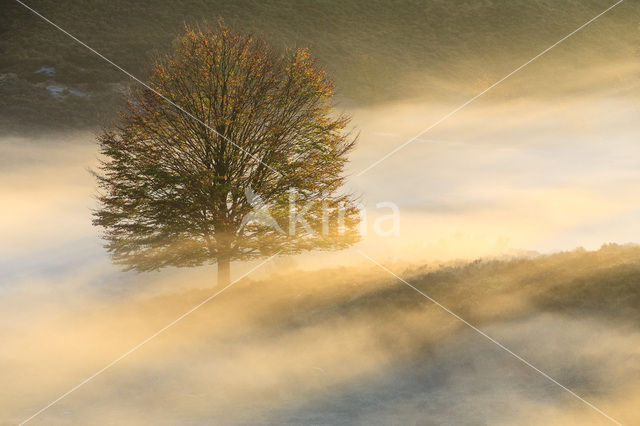 Amerikaanse eik (Quercus rubra)