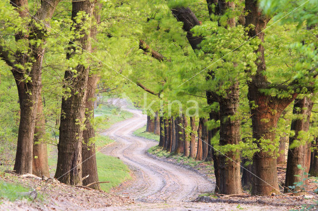 Red Oak (Quercus rubra)