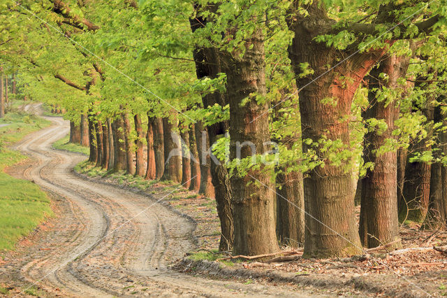 Red Oak (Quercus rubra)