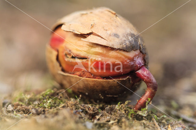 Red Oak (Quercus rubra)