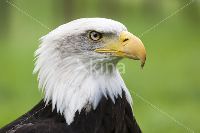 North american Osprey (Pandion haliaetus carolinensis)