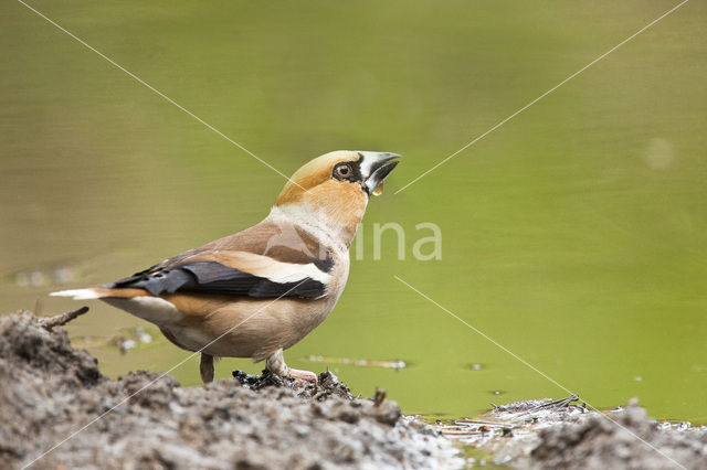 Appelvink (Coccothraustes spec.)