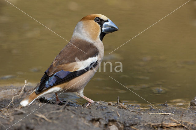 Goldfinch (Coccothraustes spec.)