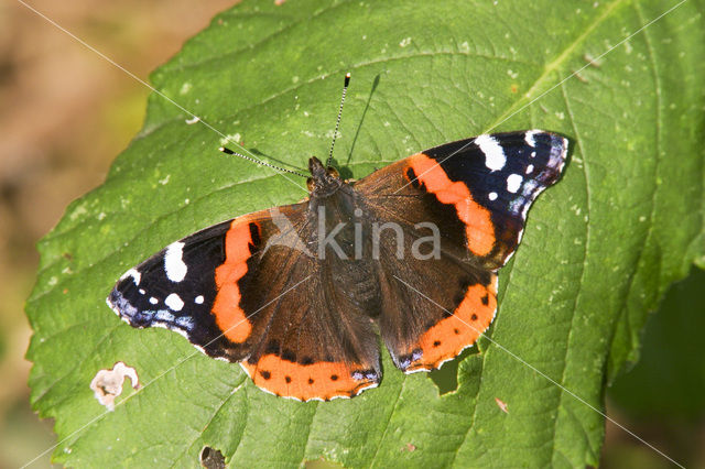 Red Admiral (Vanessa atalanta)