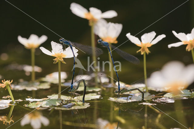 Azuurwaterjuffer (Coenagrion puella)