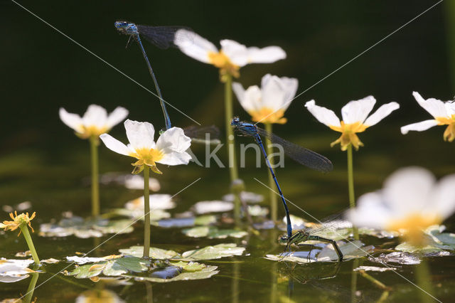 Azuurwaterjuffer (Coenagrion puella)