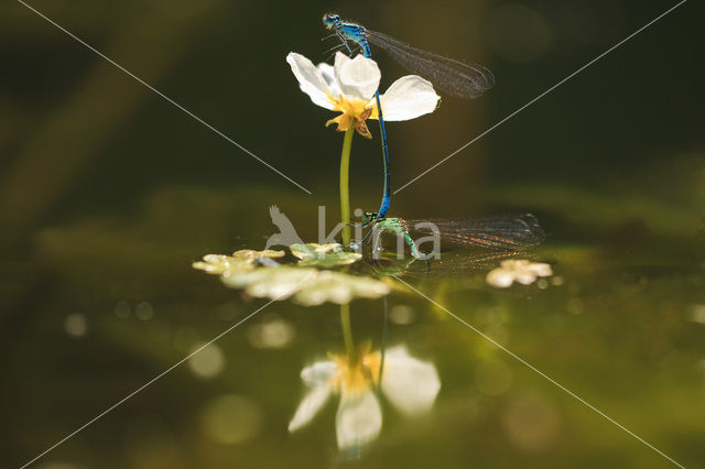 Azuurwaterjuffer (Coenagrion puella)